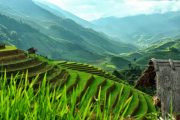 Sapa